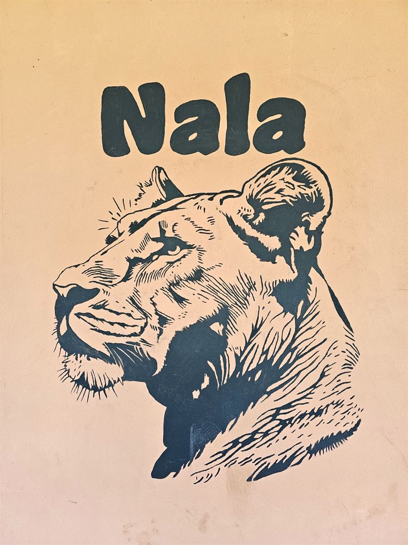 Hand-painted lioness mural with the name Nala on a Camp Wildside cabin wall