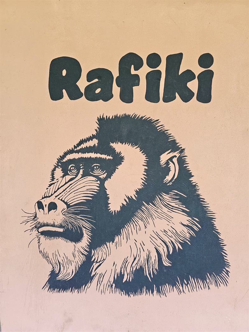 Hand-painted baboon mural with the name Rafiki on a Camp Wildside cabin wall